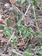 Image of Kalahari butterweed