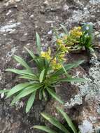 Plancia ëd Solidago plumosa Small