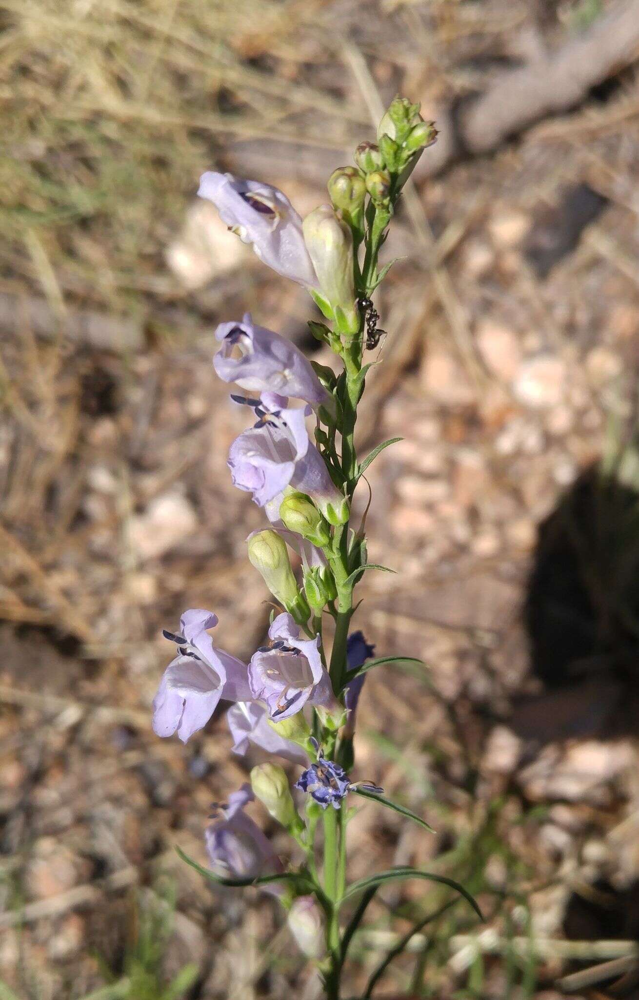 Plancia ëd Penstemon linarioides A. Gray