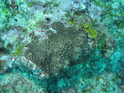 Image of lesser valley coral