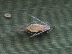 Image of Aphid