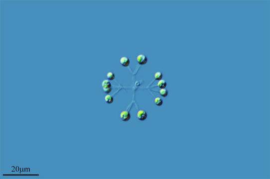 Image of <i>Dictyosphaerium pulchellum</i>