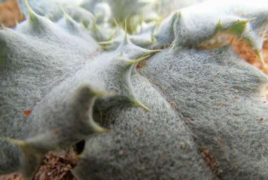 Image of stemless thistle