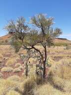 صورة Grevillea pyramidalis subsp. leucadendron (A. Cunn. ex R. Br.) R. O. Makinson