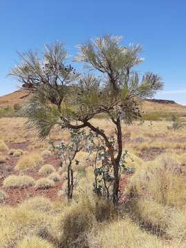 Image of Grevillea pyramidalis subsp. leucadendron (A. Cunn. ex R. Br.) R. O. Makinson