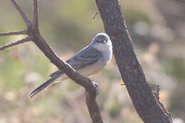 Image of Lesser Elaenia