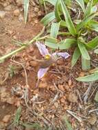 Image de Xerophyta humilis (Baker) T. Durand & Schinz