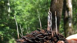 Imagem de Xylaria magnoliae J. D. Rogers 1979