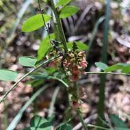 Imagem de Indigofera suffruticosa Mill.