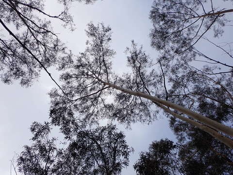 Image of Eucalyptus stenostoma L. A. S. Johnson & Blaxell