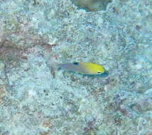 Image of Talbot&#39;s damsel