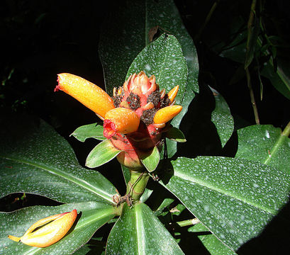 Image of Plagiostachys