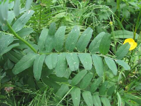 Image of Vicia balansae Boiss.