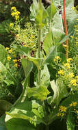 Image of Knautia involucrata Somm. & Lev.