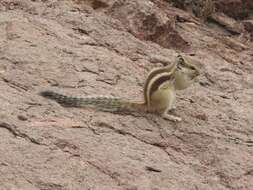 Image of Funambulus subgen. Prasadsciurus Moore & Tate 1965