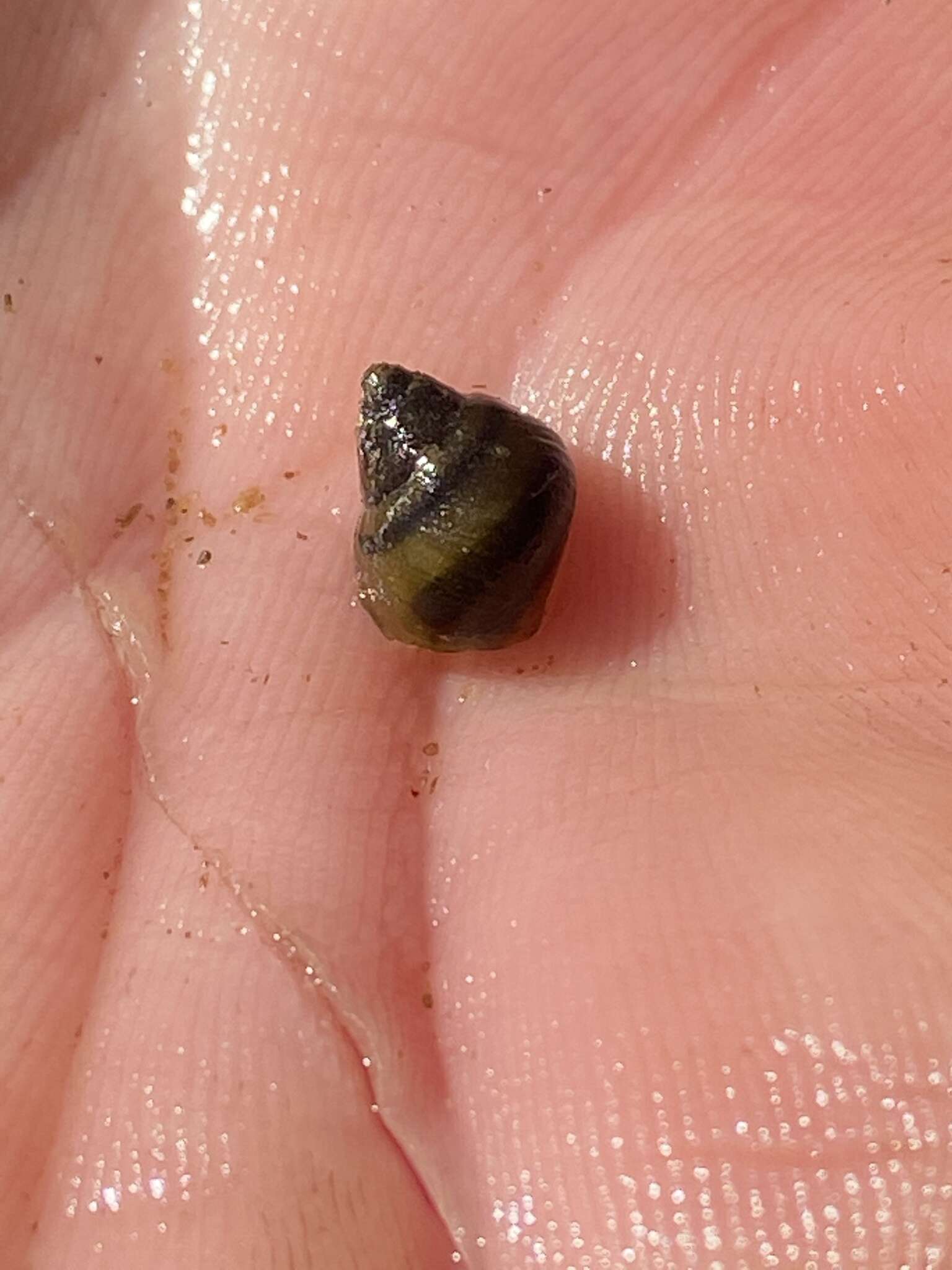 Image of Plicate Rocksnail