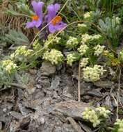 Plancia ëd Galium megalospermum All.