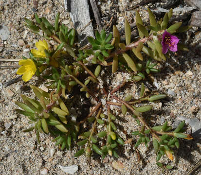 Image of Portulaca pilosa subsp. pilosa