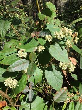 Image of lofty fire-bush