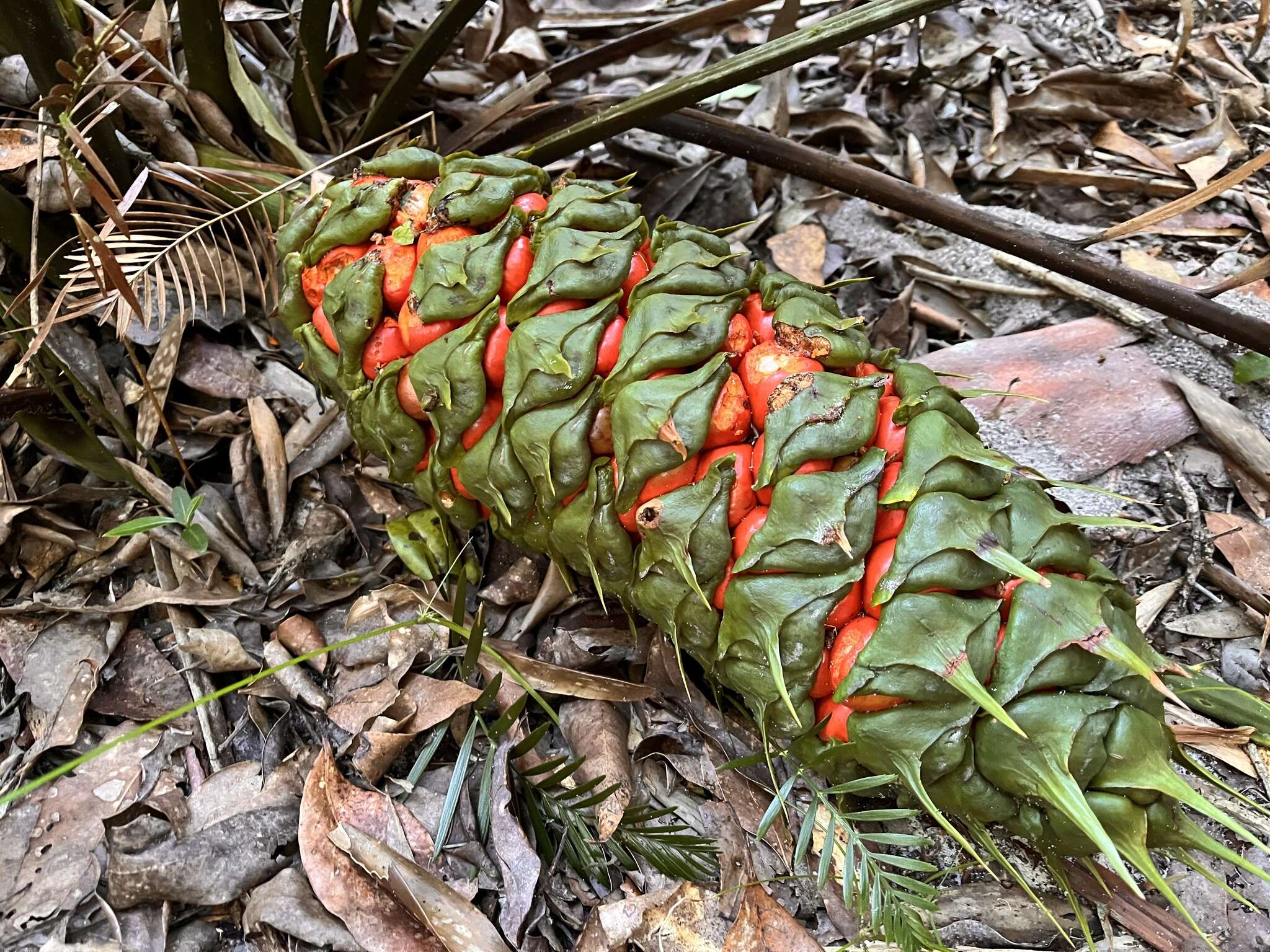 Image of Macrozamia douglasii W. Hill ex F. M. Bailey