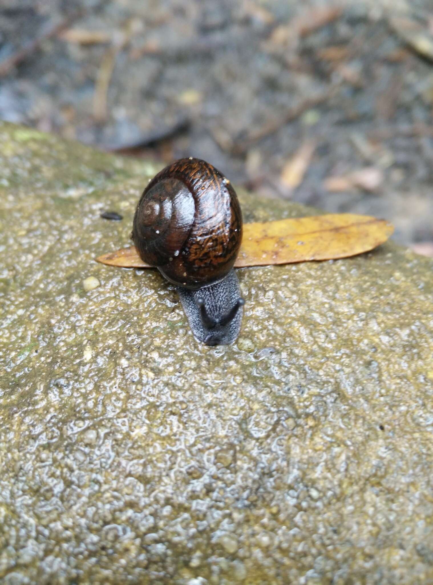 Image of Pommerhelix monacha (Pfeiffer 1859)