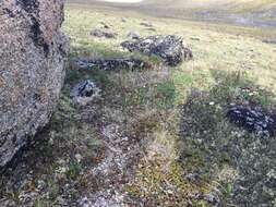 Image of arctic catchfly