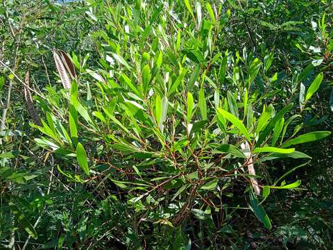 Image of Acacia spirorbis Labill.