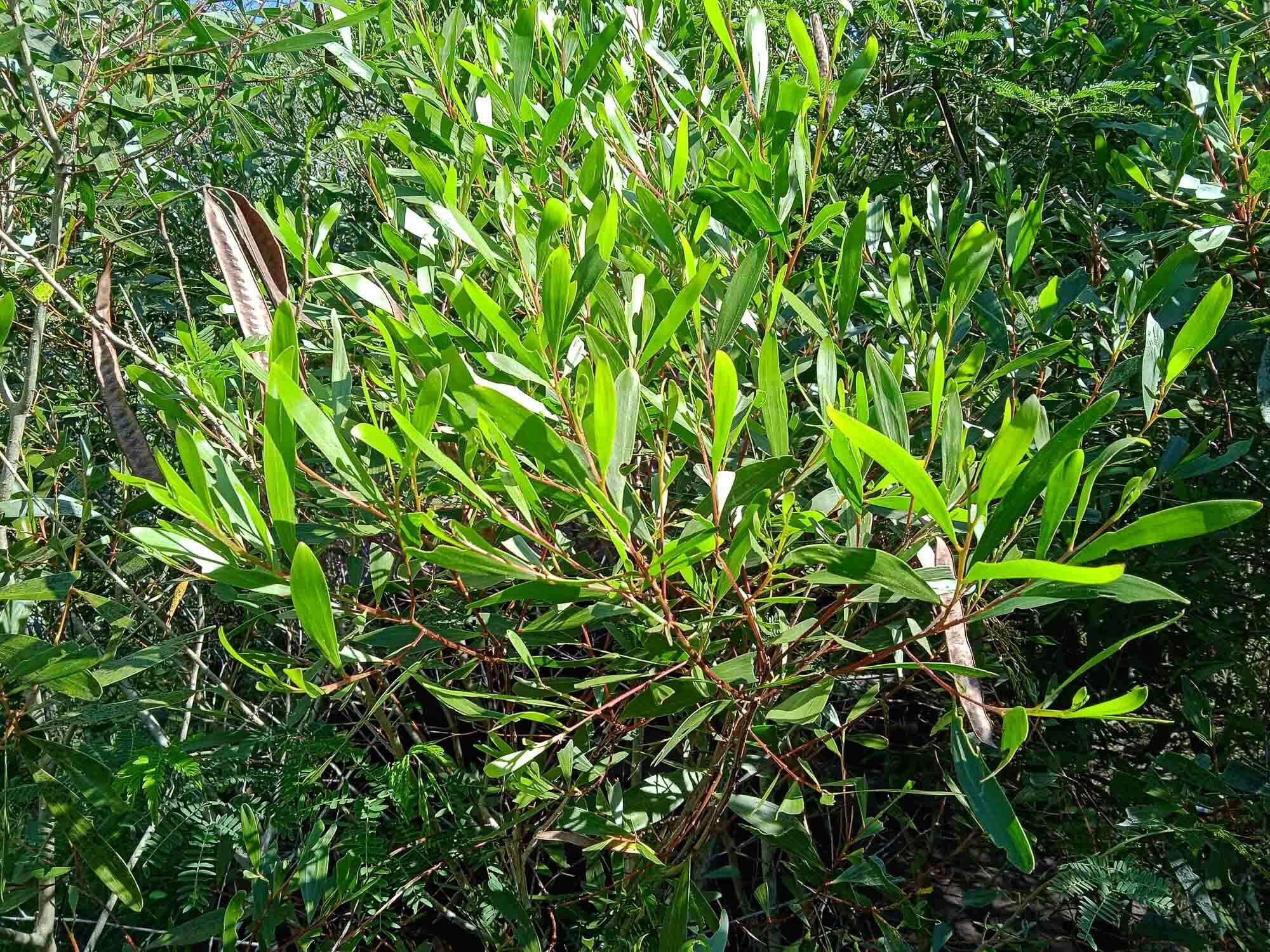 Image of Acacia spirorbis Labill.