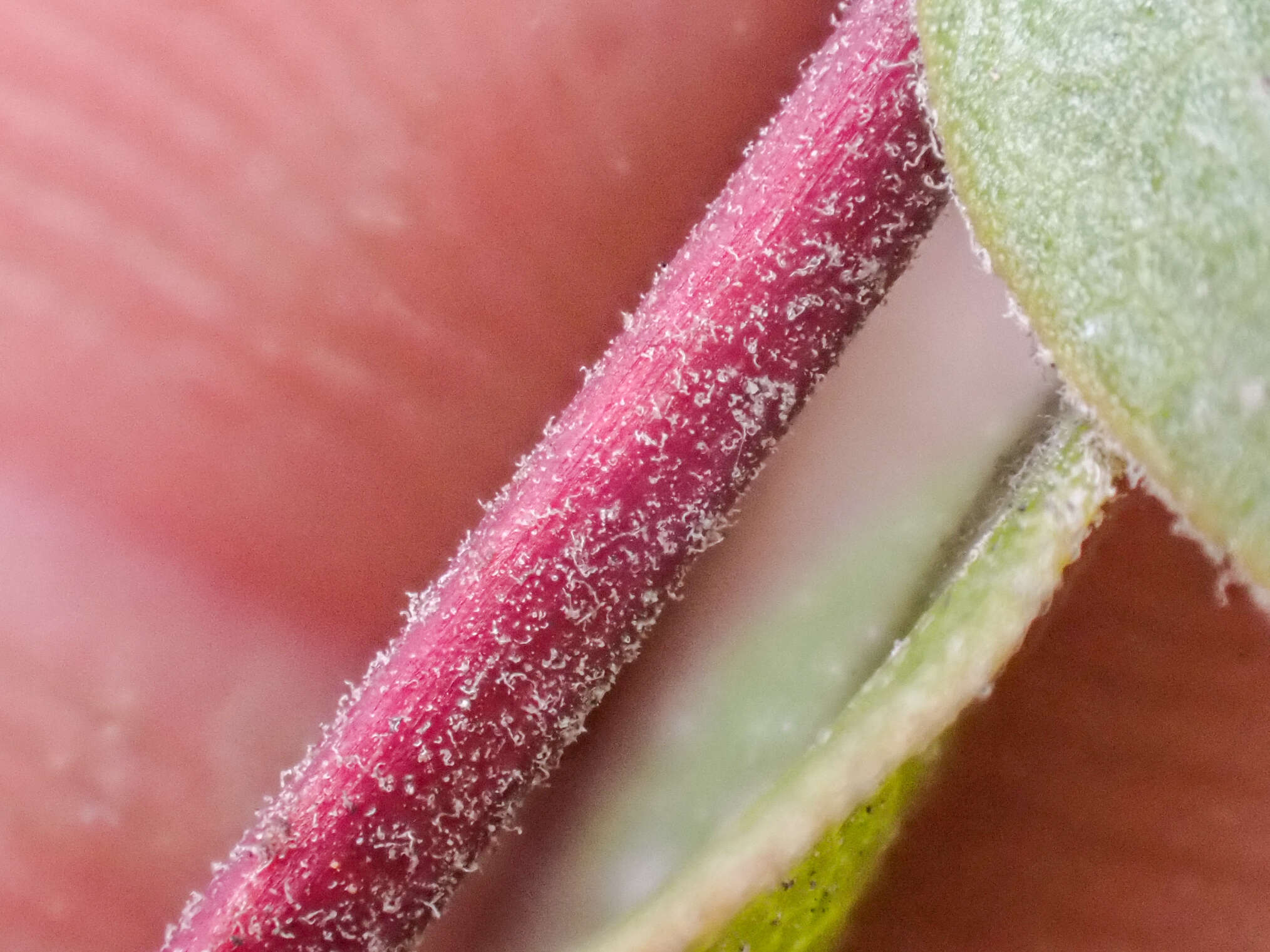 Image of Hooker's manzanita