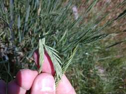 Image of desert wheatgrass