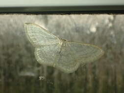 Imagem de Idaea subsericeata Haworth 1809