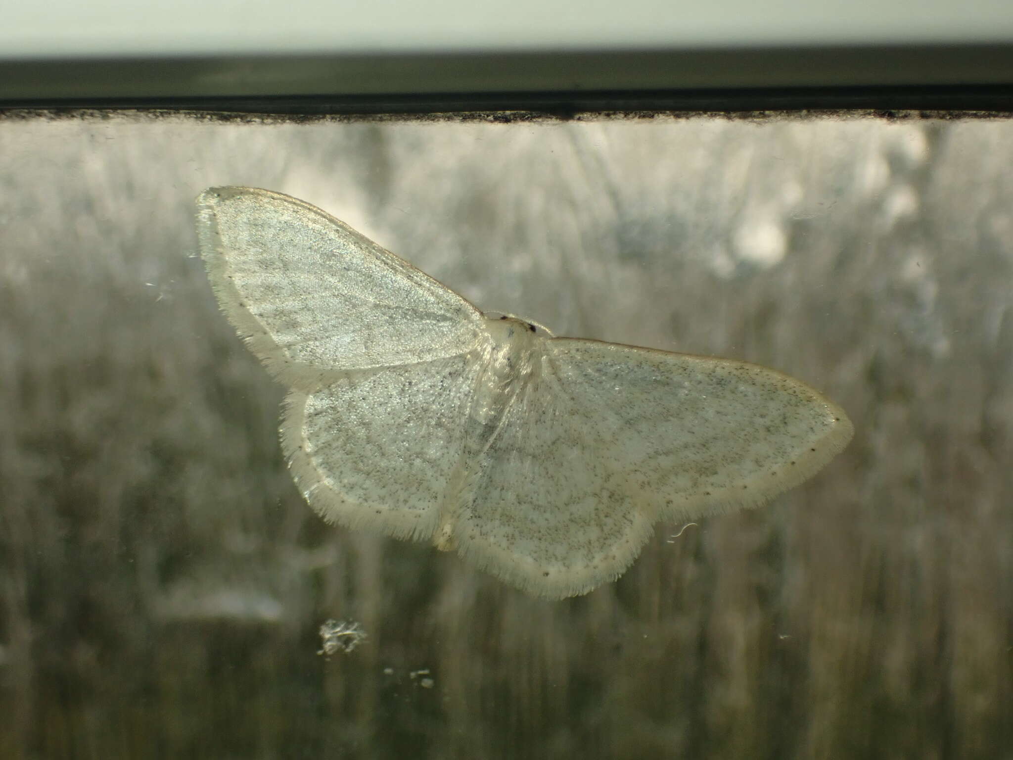 صورة Idaea subsericeata Haworth 1809