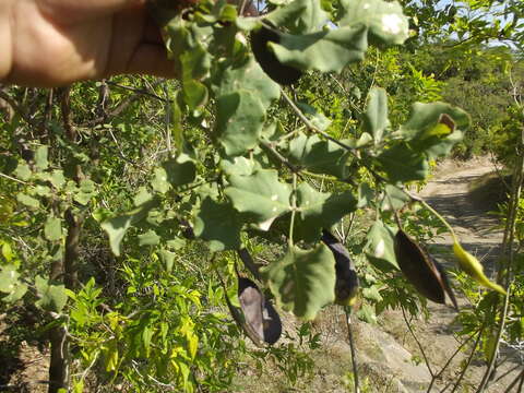 Image de Brongniartia trifoliata Brandegee