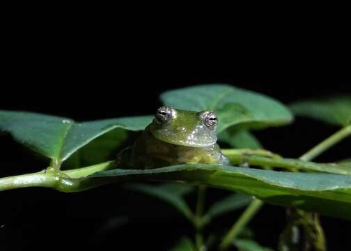 Image of Humboldt's Glass Frog