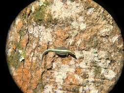 Image of Sawtail Lizard