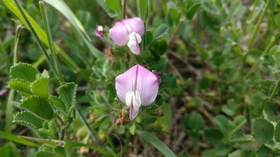 Ononis spinosa subsp. procurrens (Wallr.) Briq.的圖片