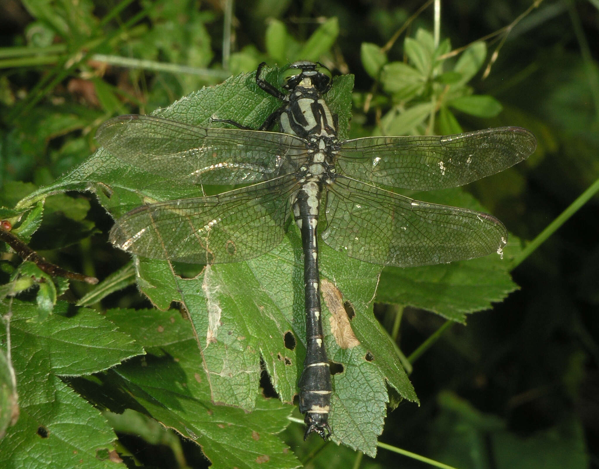 Imagem de <i>Shaogomphus postocularis epophthalmus</i> Selys 1872