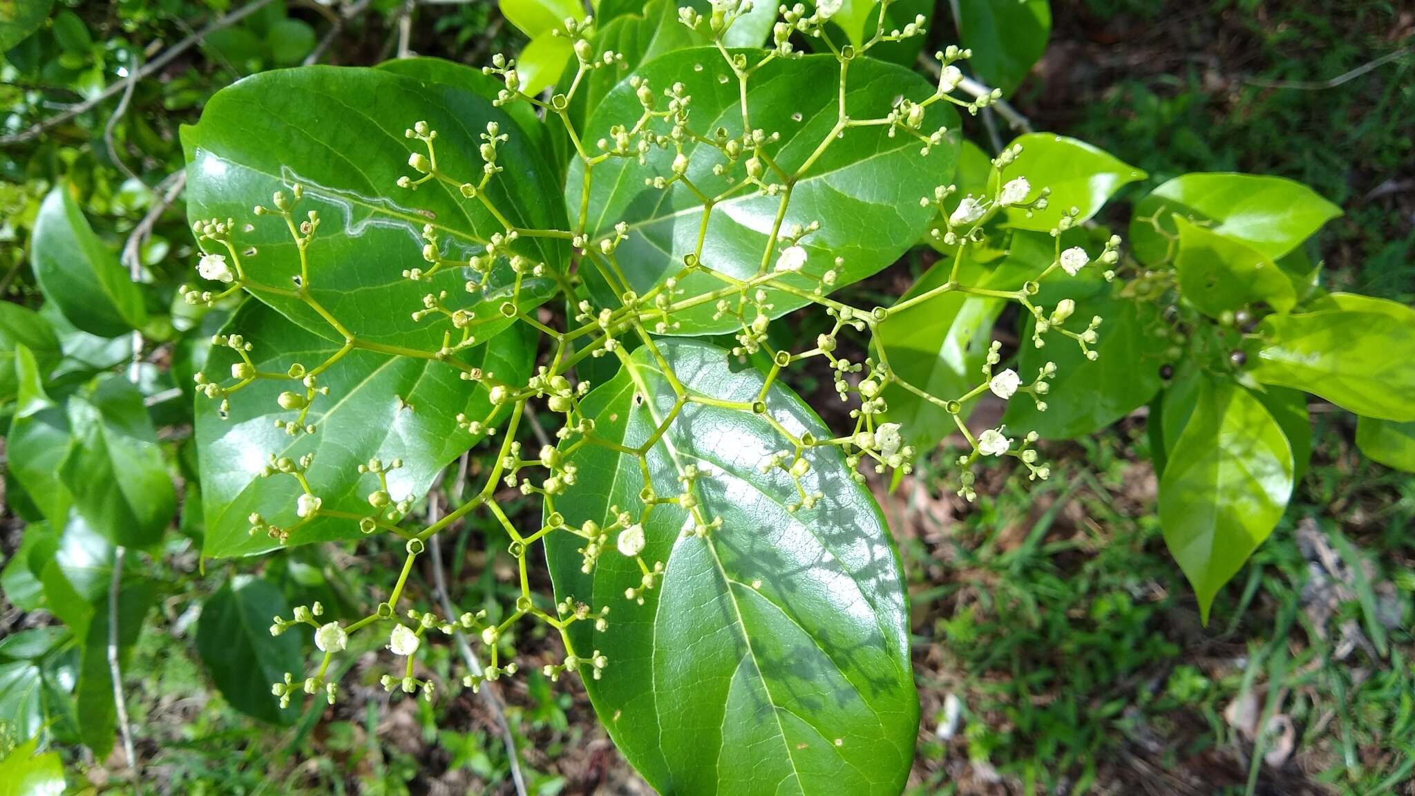 Image of Premna obtusifolia R. Br.