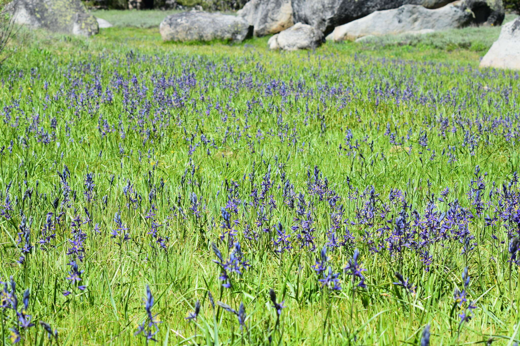 Imagem de Camassia quamash subsp. breviflora Gould