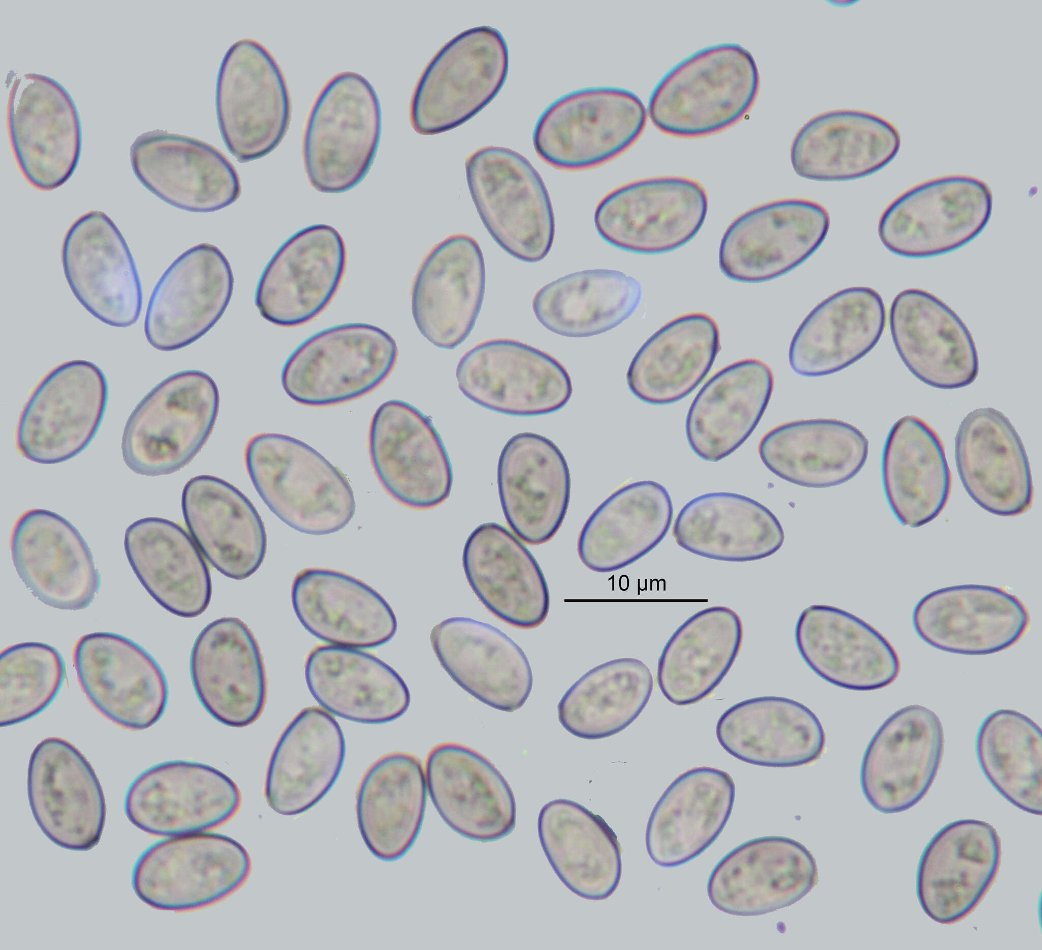 Image of Stropharia pseudocyanea (Desm.) Morgan 1908