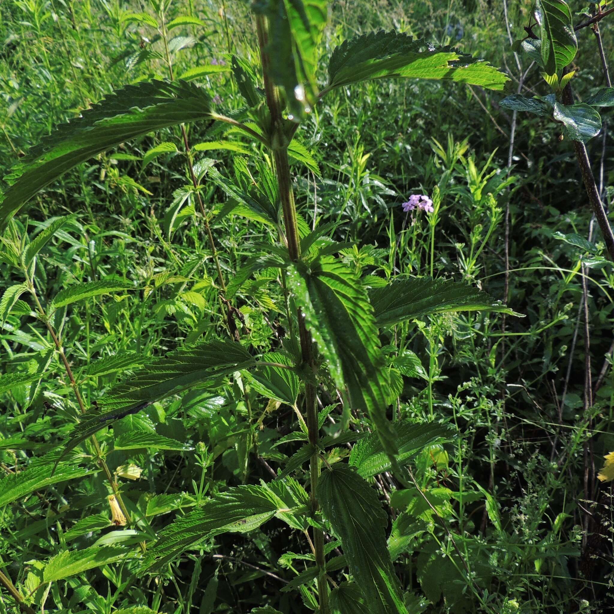 Urtica gracilis subsp. gracilis resmi