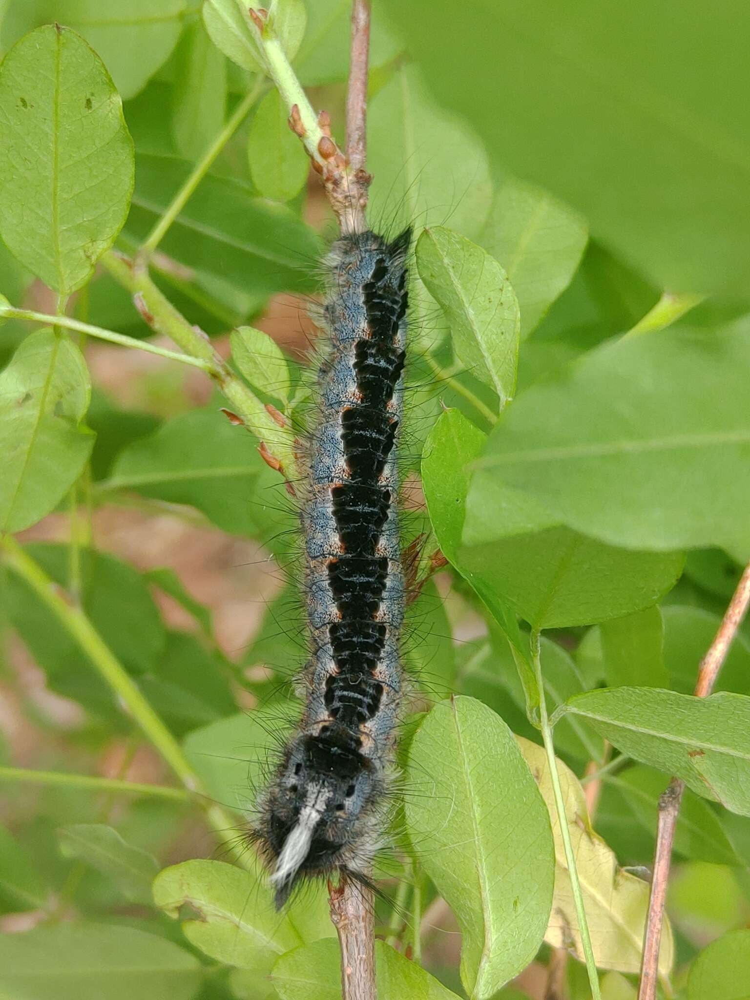 Слика од Euthrix laeta Walker 1855