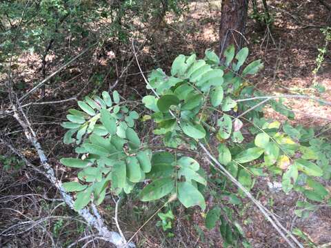 Image of Ouachita False Indigo