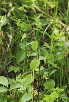 Image of Blue Ridge carrionflower