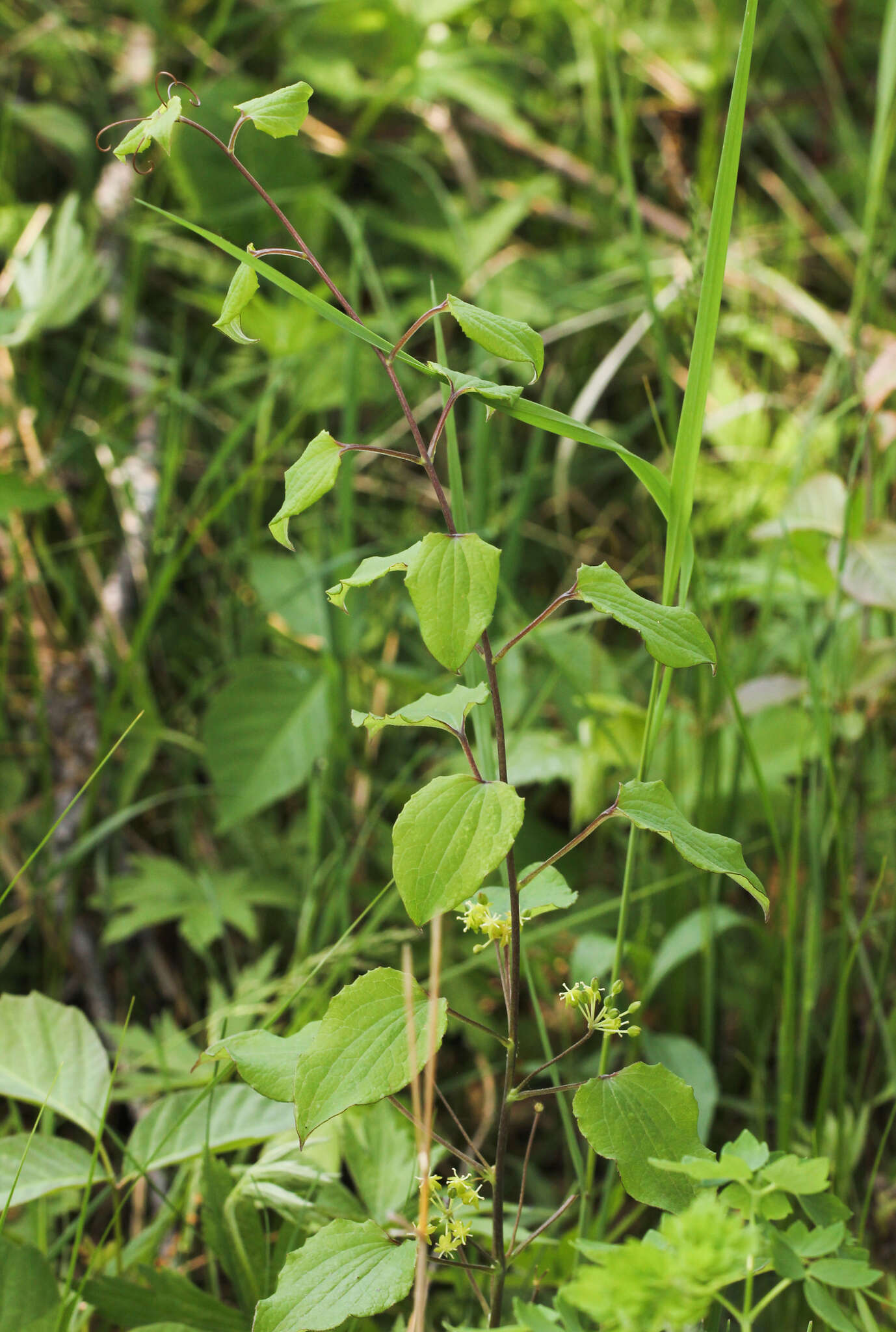 Image of Blue Ridge carrionflower