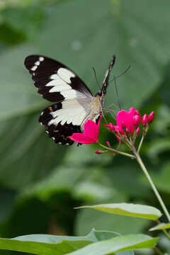 Image of Papilio euchenor Guérin-Méneville 1829