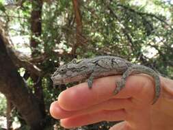 Image of Eastern Cape Dwarf Chameleon