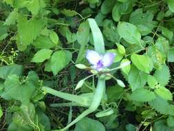 Imagem de Tradescantia occidentalis var. occidentalis