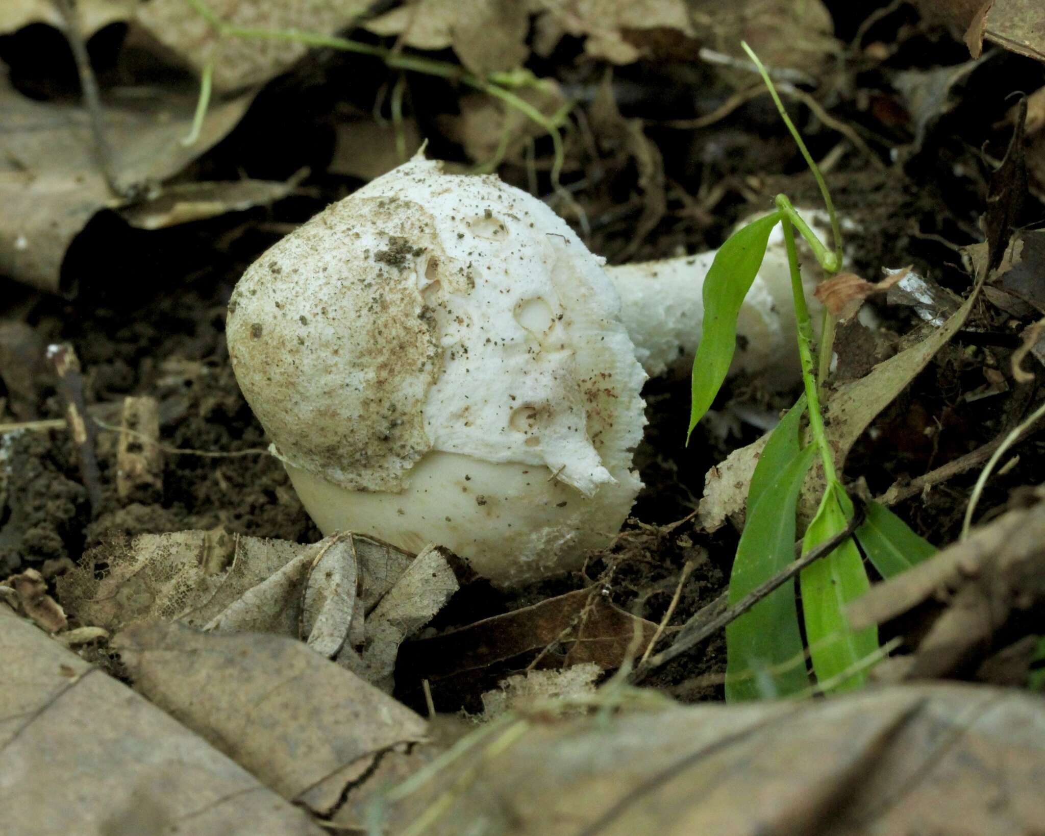 Image of Volvate amanita