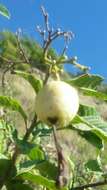 Image de Cordia tortuensis Urb. & Ekman